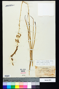 Stenanthium gramineum image