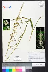 Stenanthium gramineum image