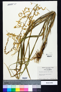 Stenanthium gramineum image