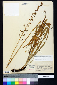 Stenanthium gramineum image