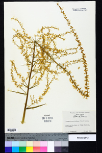 Stenanthium gramineum image