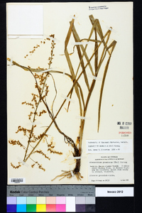 Stenanthium gramineum image