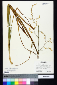 Stenanthium gramineum image