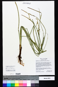 Stenanthium gramineum image