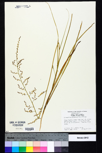 Stenanthium gramineum image