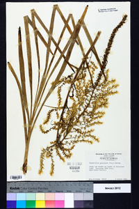 Stenanthium gramineum image