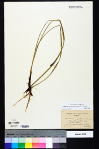 Stenanthium gramineum image