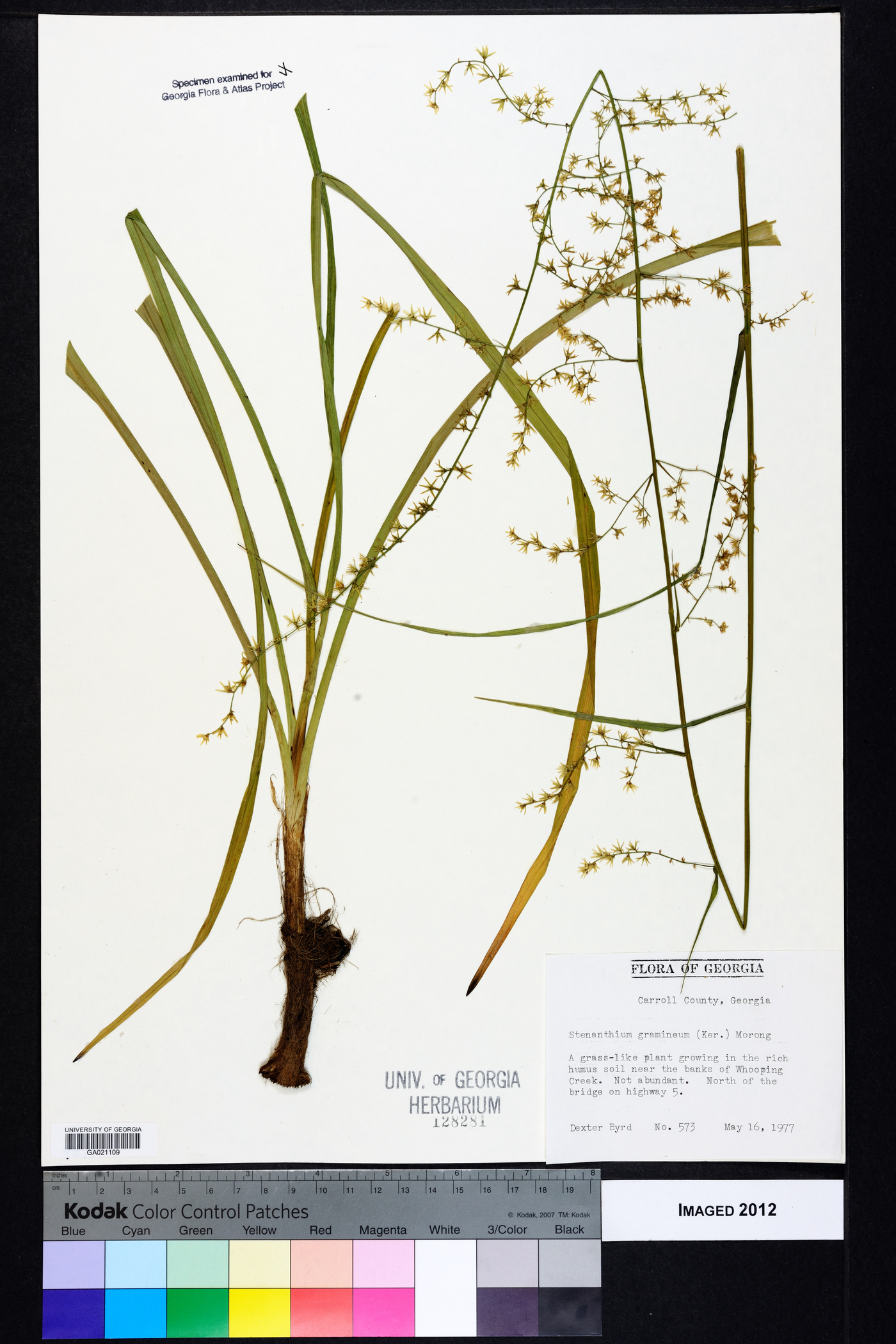 Stenanthium gramineum image