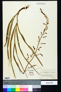 Stenanthium gramineum image