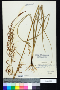 Stenanthium gramineum image