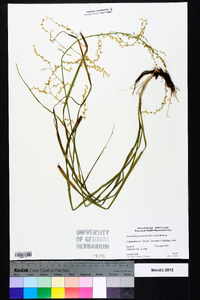 Stenanthium gramineum image