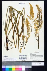 Stenanthium densum image