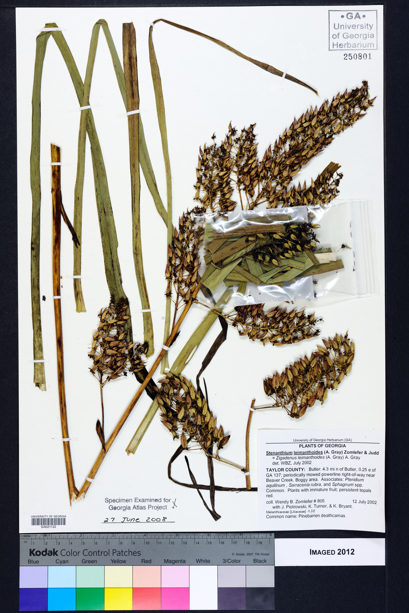 Stenanthium densum image