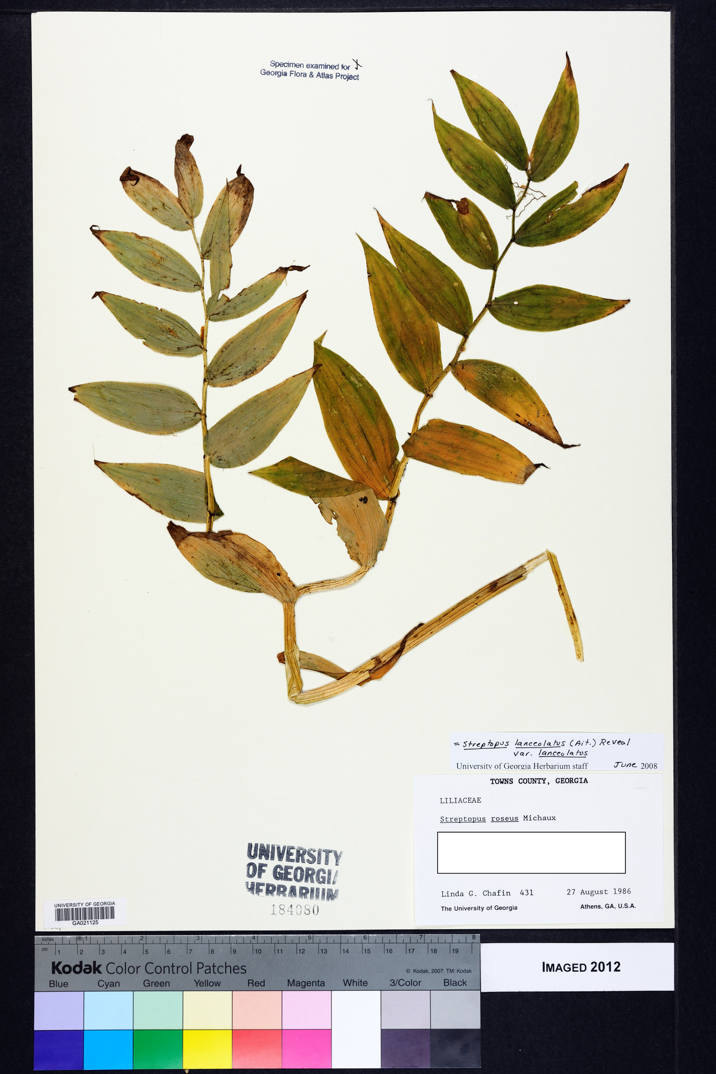 Streptopus lanceolatus image