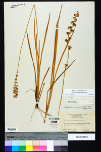 Triantha racemosa image