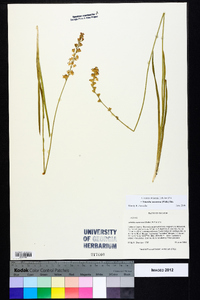 Triantha racemosa image