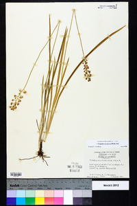 Triantha racemosa image