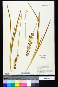 Triantha racemosa image