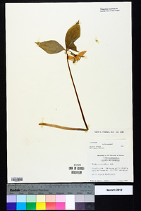 Trillium catesbaei image