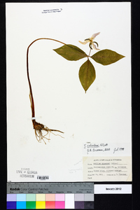 Trillium catesbaei image