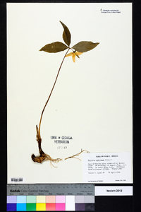 Trillium catesbaei image