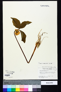 Trillium catesbaei image