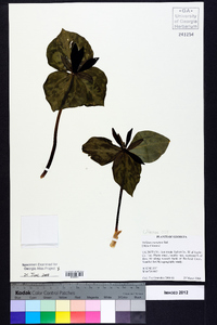 Trillium cuneatum image