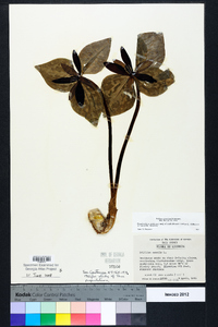 Trillium cuneatum image