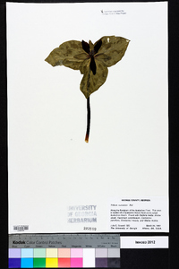 Trillium cuneatum image