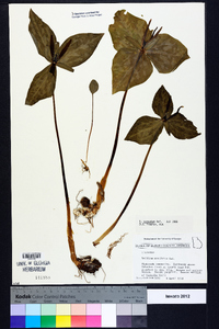 Trillium cuneatum image