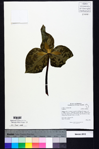 Trillium cuneatum image