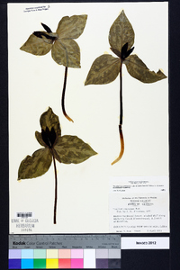 Trillium cuneatum image