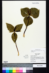 Trillium cuneatum image