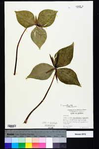 Trillium cuneatum image