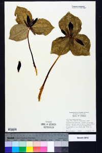 Trillium cuneatum image