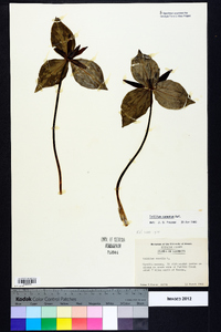 Trillium cuneatum image