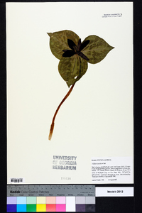 Trillium cuneatum image