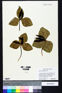 Trillium decumbens image