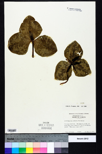 Trillium decumbens image