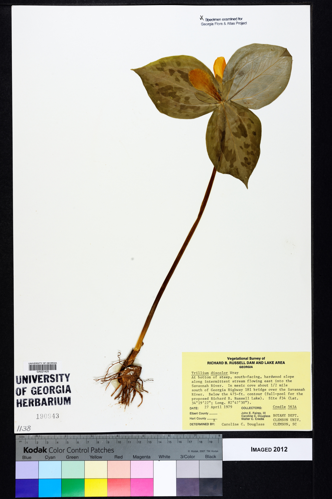 Trillium discolor image