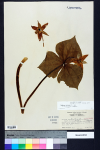 Trillium erectum image