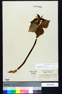 Trillium erectum image