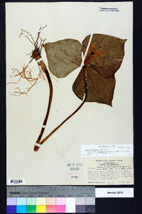 Trillium erectum image