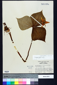 Trillium erectum image