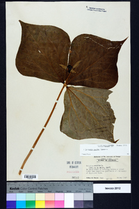 Trillium erectum image