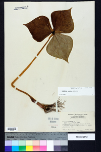 Trillium erectum image