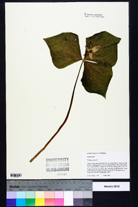 Trillium erectum image