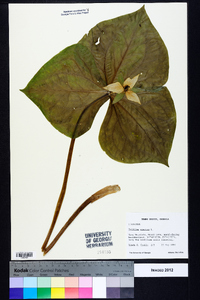 Trillium erectum image