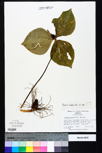 Trillium luteum image