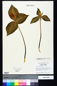 Trillium luteum image